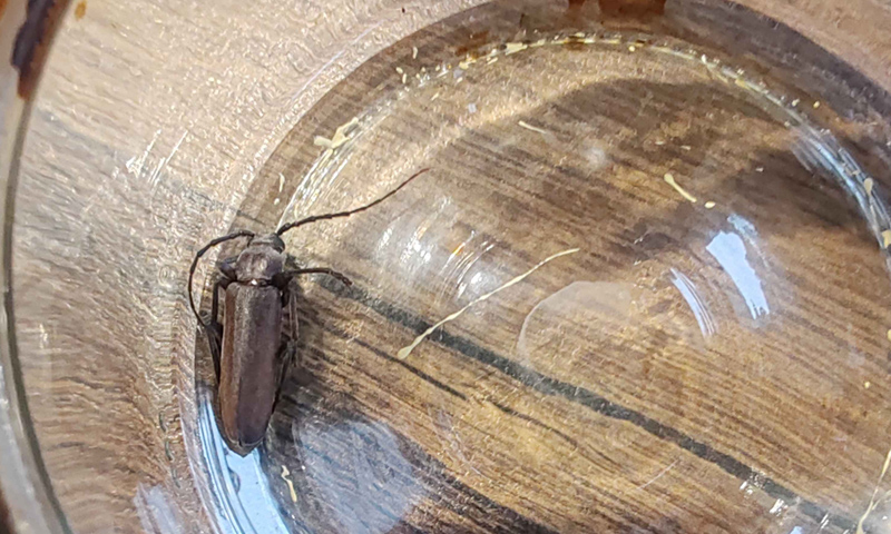Diagnostika napadeného krovu