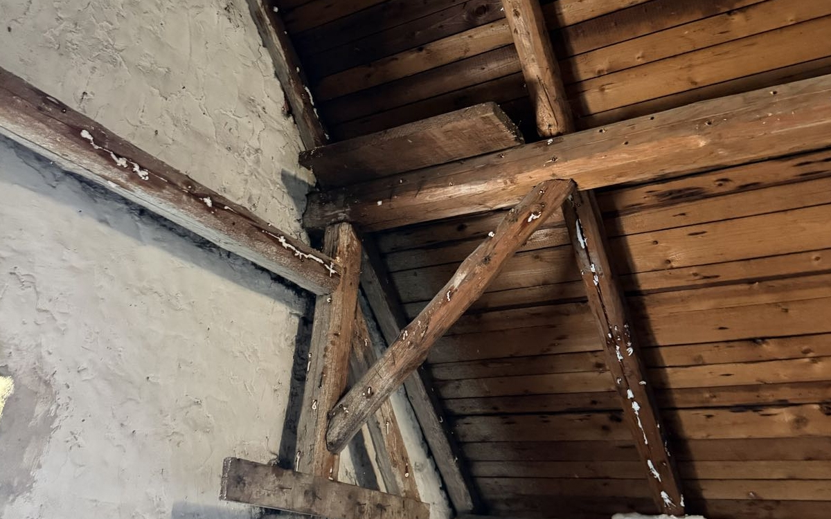 Co jsou drevokazni skudci