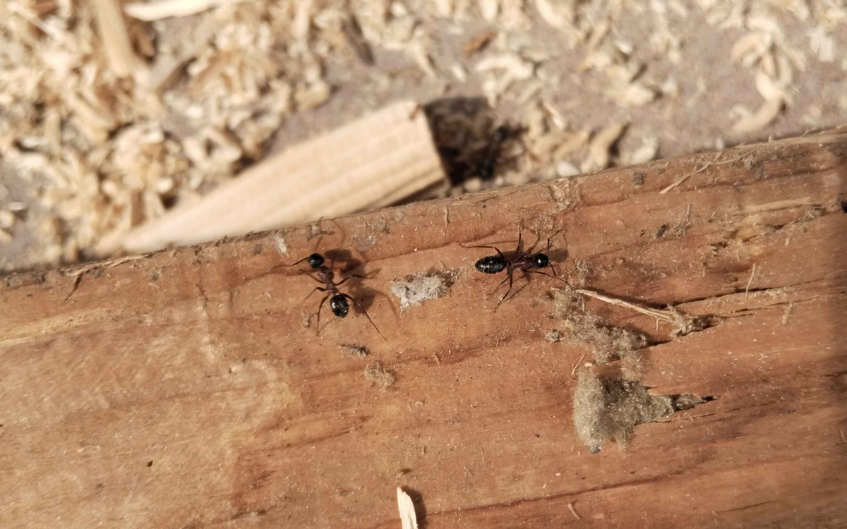 Dřevokazní mravenci budující hnízdo v trámech
